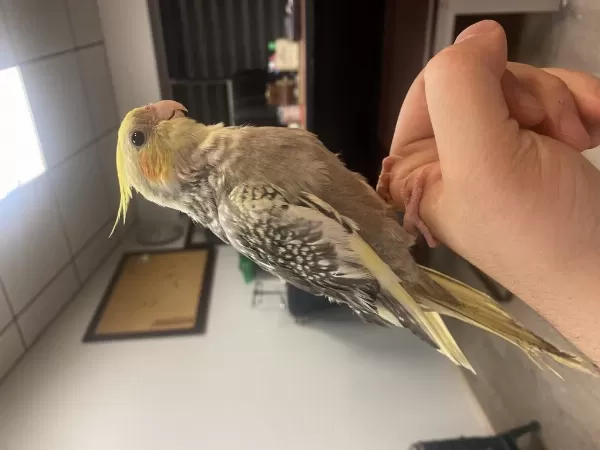 4 Aylik Erkek Full Evcil Sultan Papağani