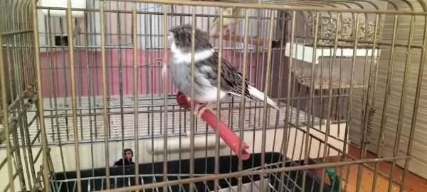 Yeni Eşe Atılmış Takım Gloster Kanaryalar
