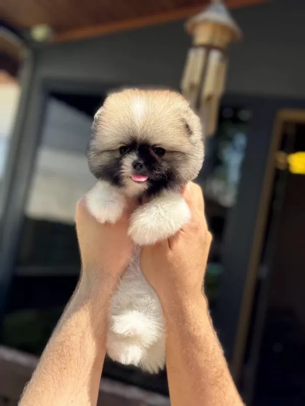 Sağlik Ve İrk Garantili Pomeranian