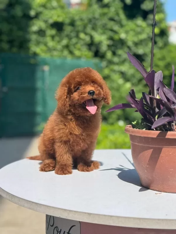 Orjinal Red Toy Poodle Yavrularımız