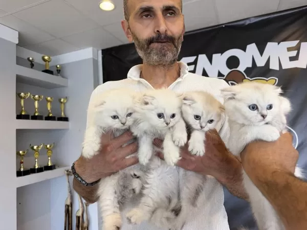 Renk Renk British Shorthair Yavrularımız Fenomen Pet S