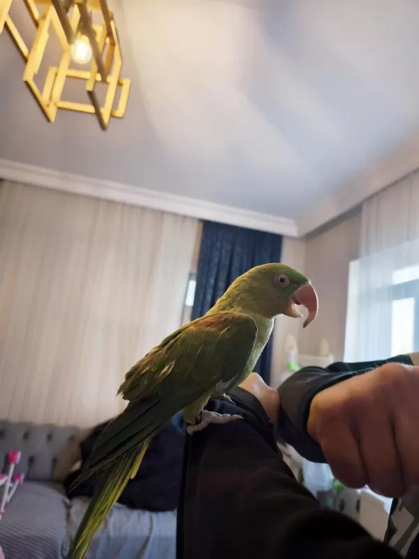 8aylık Bebek Alexander Papağanı