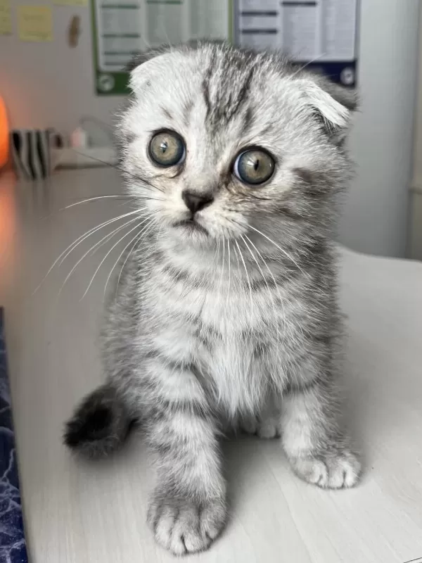 Sağlıklı Yavru Scottish Fold