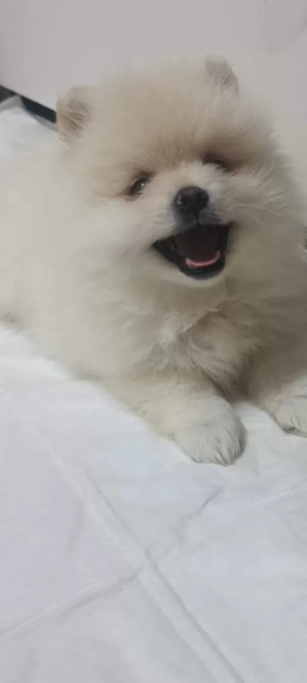 Pomeranian Boo Erkek Ve Dişi Yavrularımız