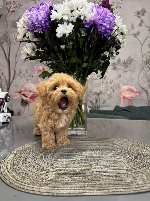 Kore Maltipoo Yavrularımız