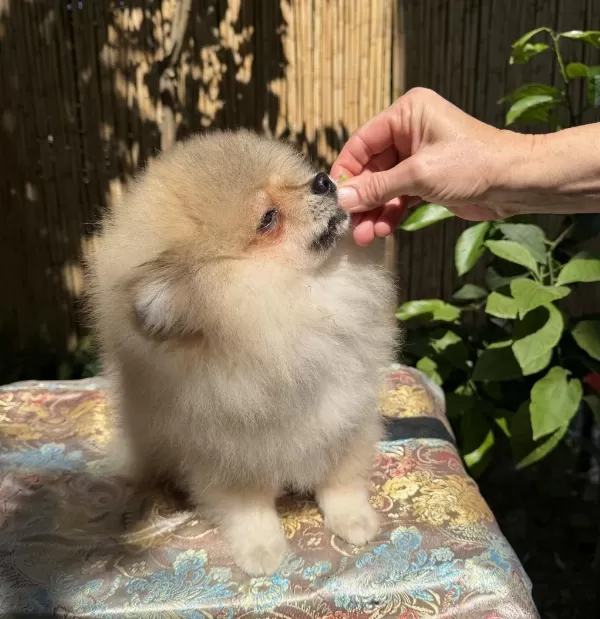 A Kalite Erkek Pomeranian Boo