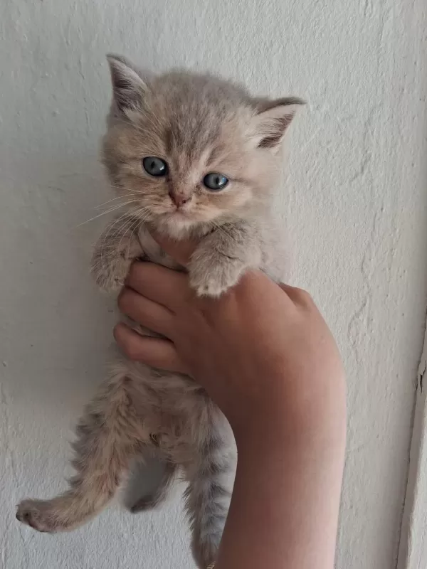 Blue Golden British Longhair Yavrular