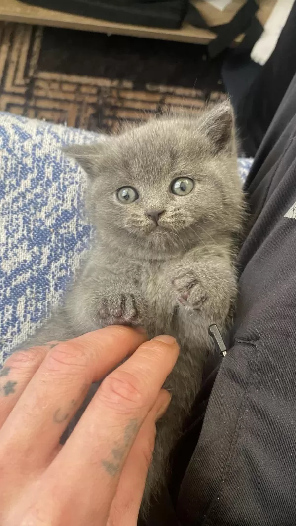 British Shorthair Blue Bebek