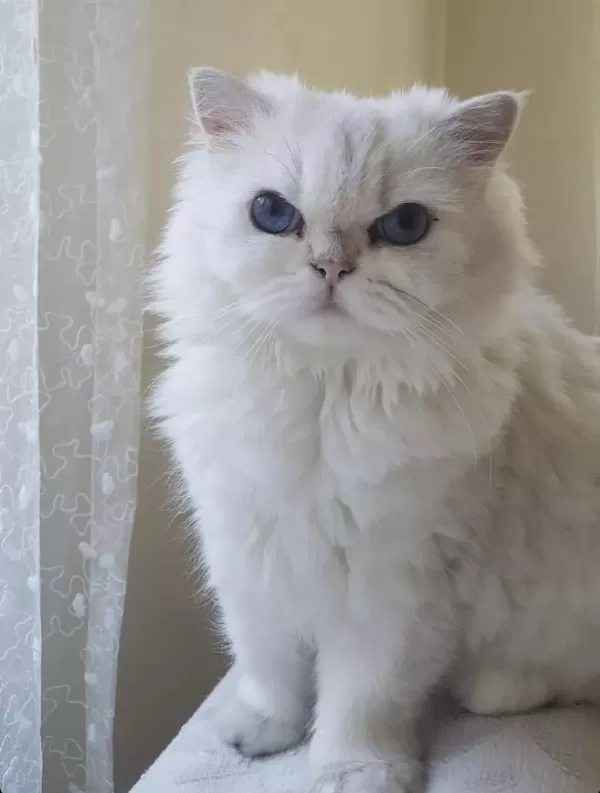 British Longhair Dişi Yetişkin Kedimiz Sahiplendirilecektir