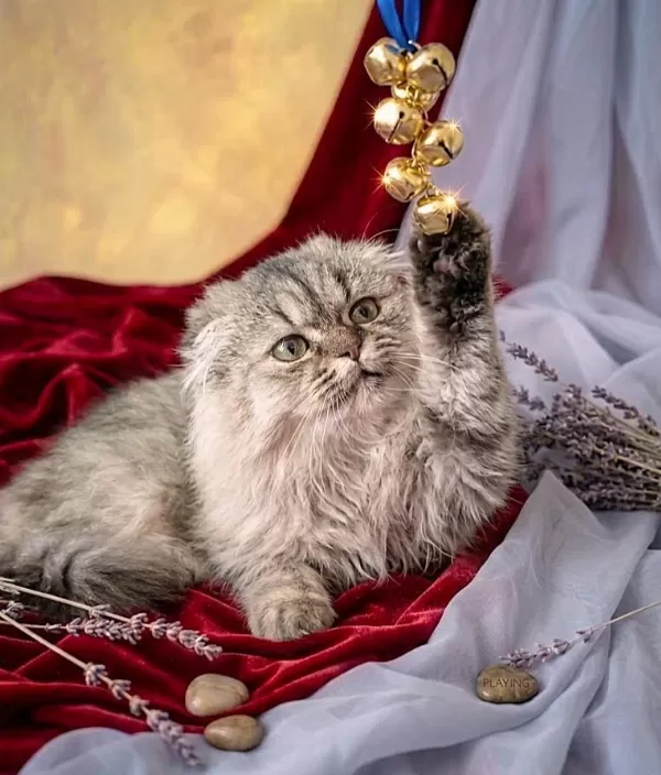 Scottish Fold Golden Dişi
