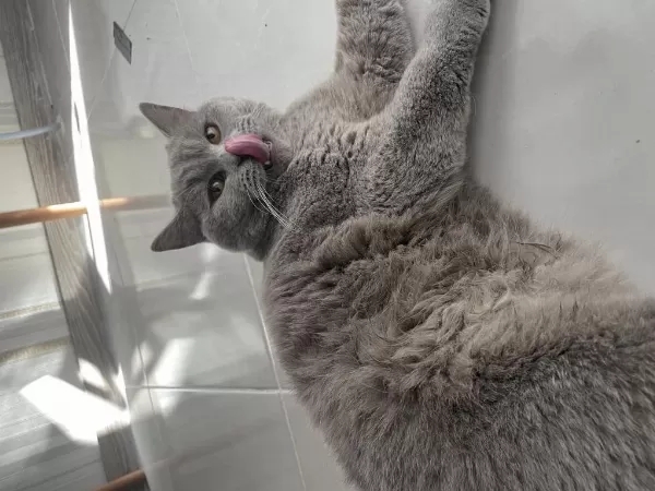Ücretsiz Kısır British Shorthair Kedim