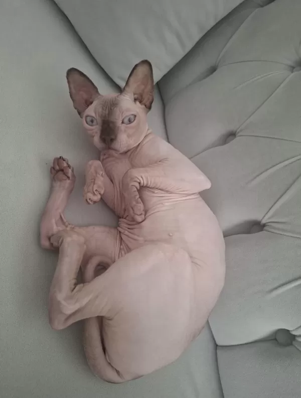Ücretsiz Dişi Sphynx