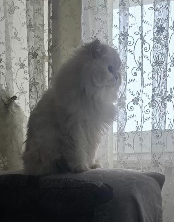 Ömürlük Yuva British Longhair Kedisi