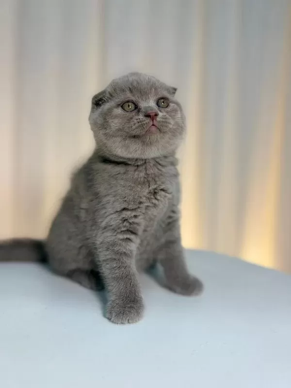 İrk Ve Sağlik Garantili Scottish Fold Yavrularımız