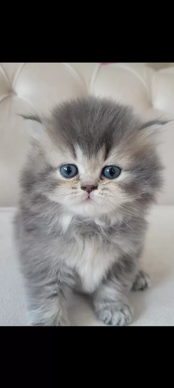 Eşsiz Güzellikte İpek Tüylü Birman Ve British Longhair