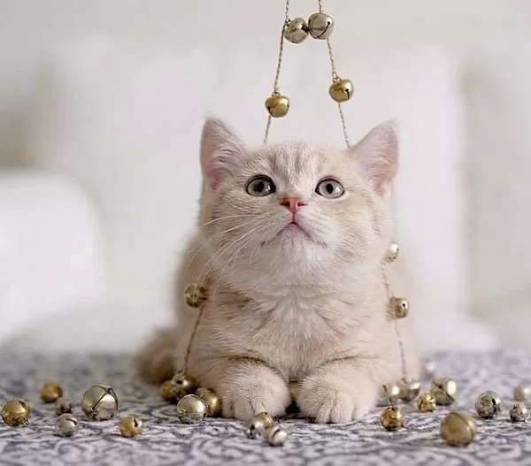 British Shorthair Lilac Gold Dişi Yavru