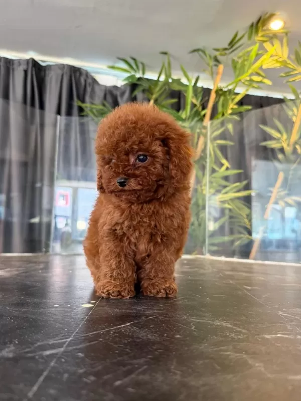 Orjinal Toy Poodle Yabruları