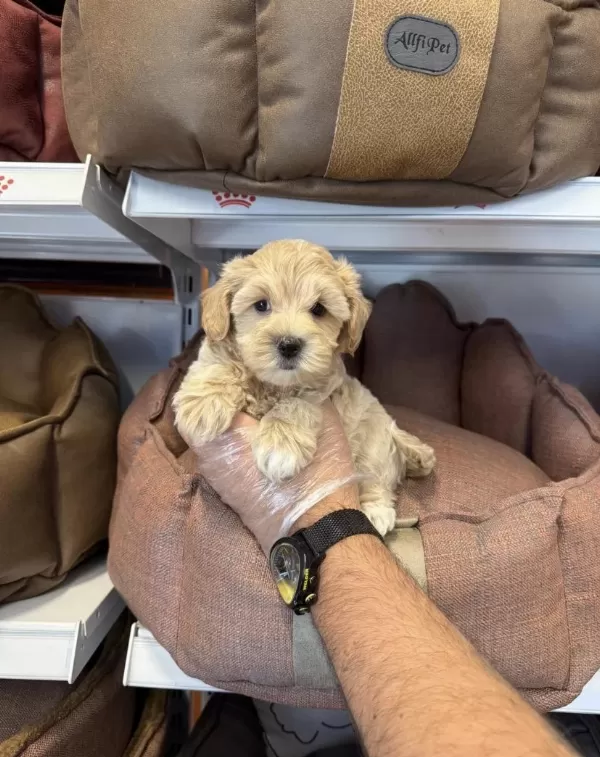 Maltipoo Babyface Yavrularımız