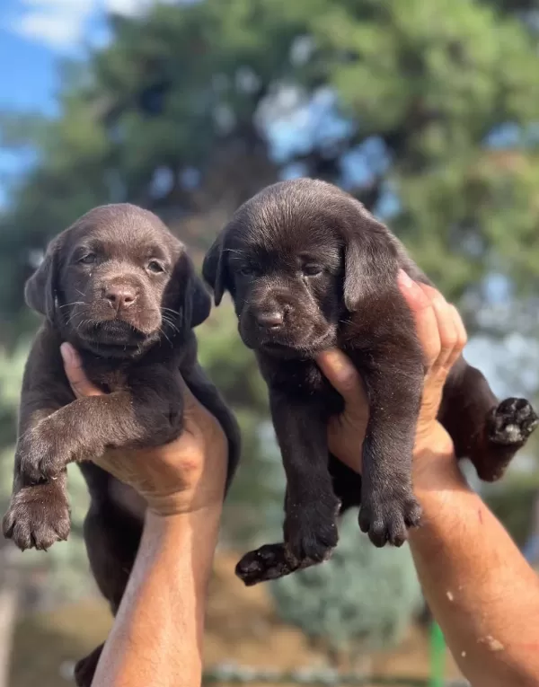 Labrador Redriever Sevimli Yavrular
