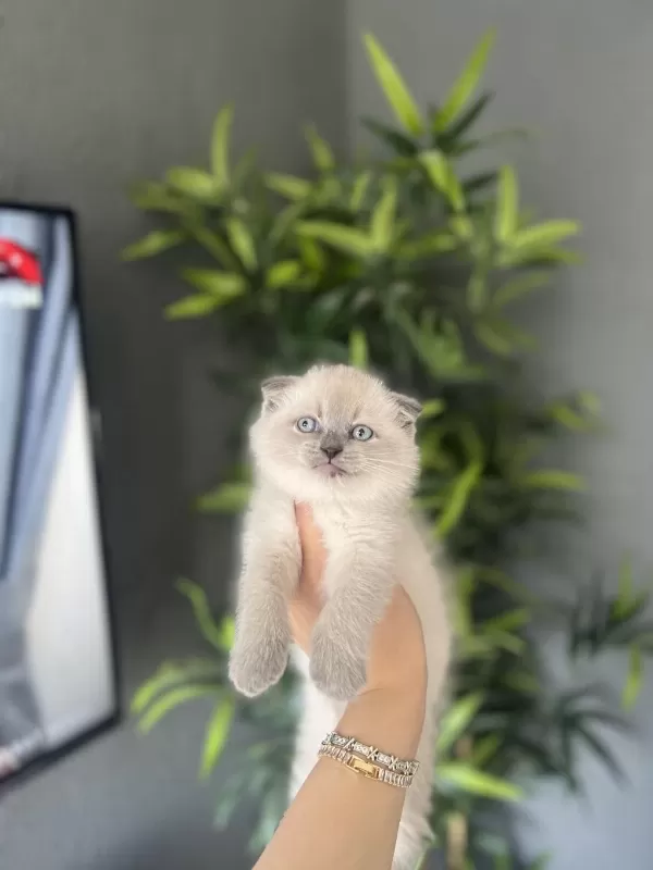 Scottish Fold Blue Point Yavrularim