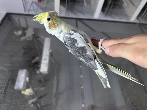 Yeni Yeme Düşmüş Cinsiyet Garantili Yavru Sultanlar