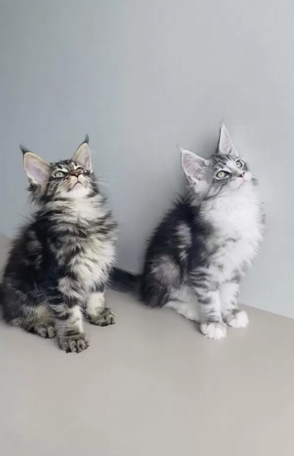 Değerini Bilene Özel Xxl Maine Coon Bebekleirm