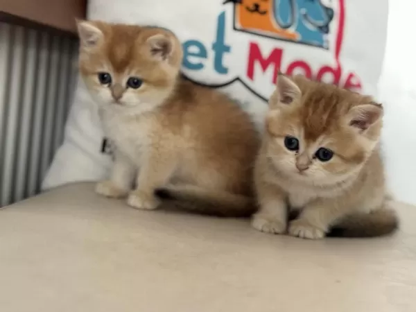 Ankarada Ziyarete Açık Ny12 British Shorthair