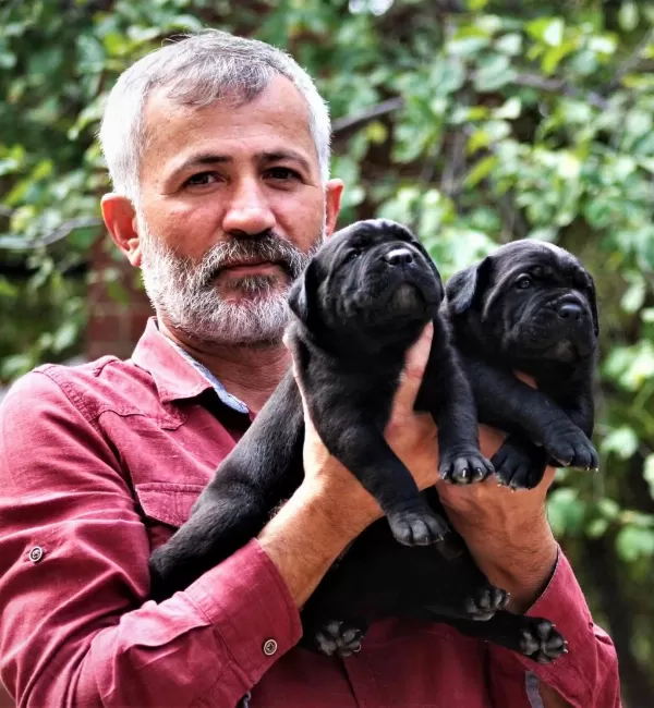 Fci-kif Şecereli Safkan Cane Corso Yavrular