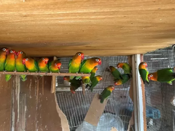 Klasik Cennet Papağani Kolonisi