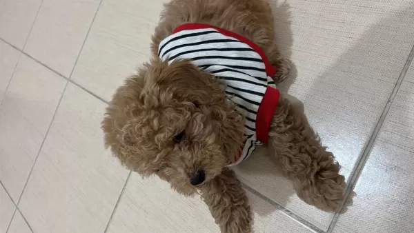 Sağlıklı Toy Poodle 3 Aylık