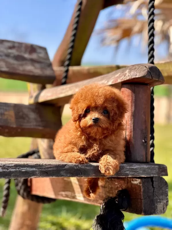Oyuncak Ayıcık Görünümlü Red Poodle Yavrularımız