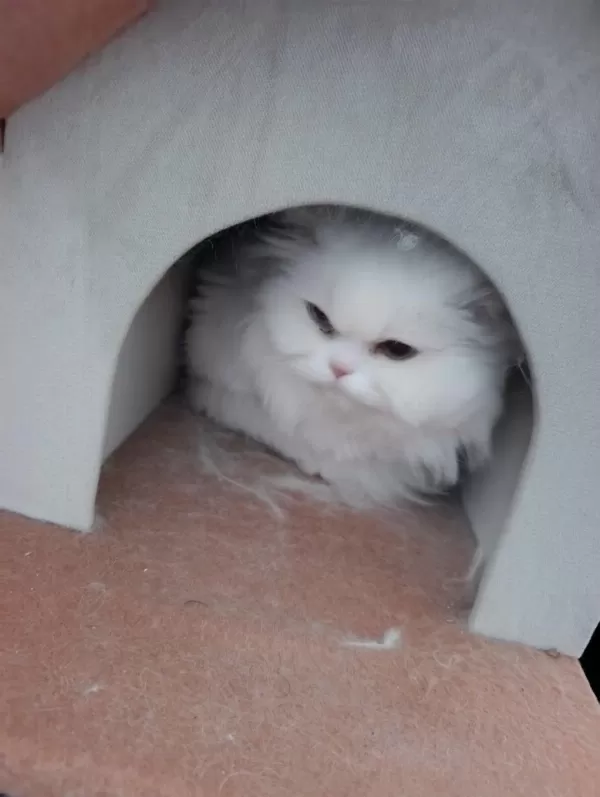 Sağlıklı Kedicik Beyaz