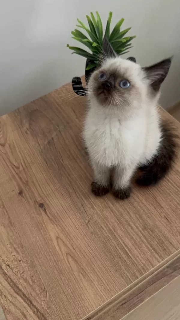 British Shorthair Yavrumuz