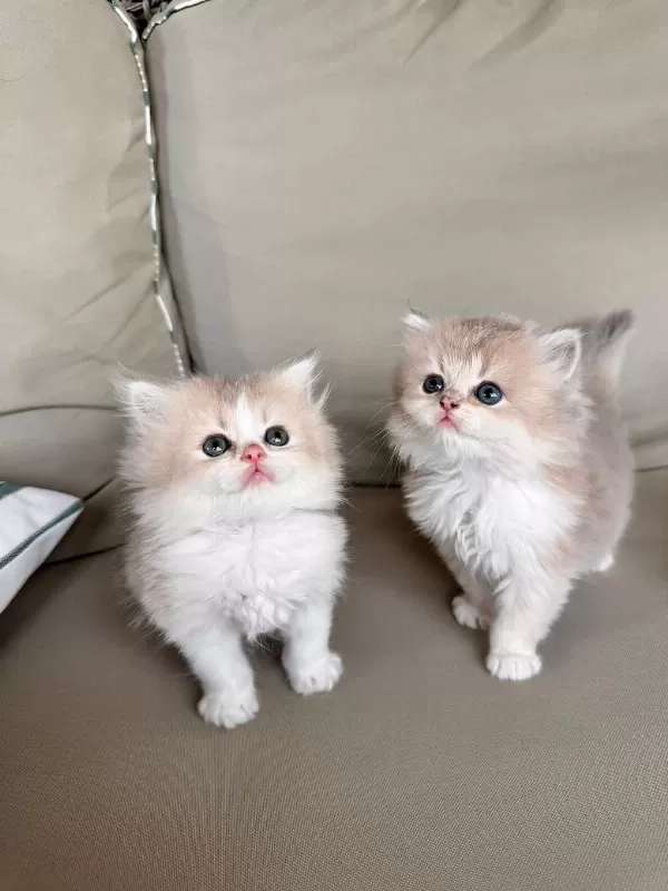 Golden Bicolor British Longhair Bebekler