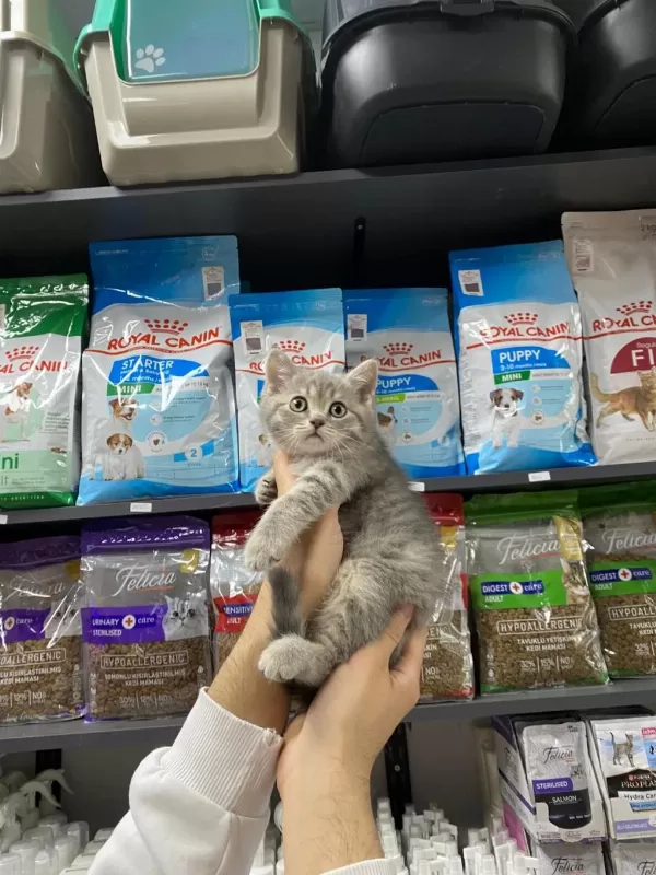 Dişi Ve Erkek Silver Tabby Bebek British Shorthair