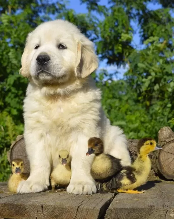 Golden Retriever Adrese Teslim Kapıda Ödeme Yapabilirsiniz