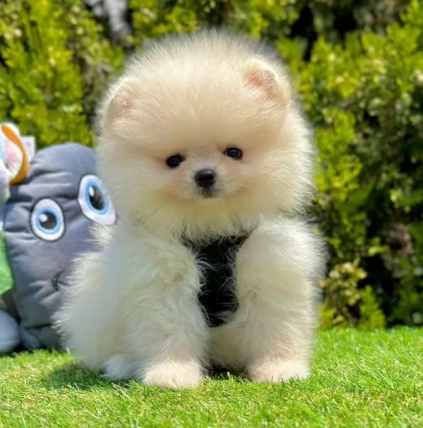 Sevimli Pomeranian Boo Yavrularımız
