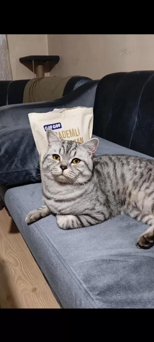 1,5 Yaşında Erkek Silver Tabby British Shorthair