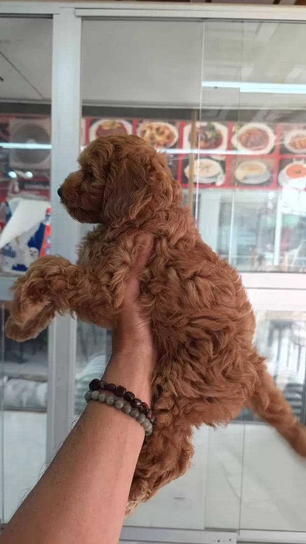 İrk Ve Sağlik Garantili Maltipoo Yavrumuz