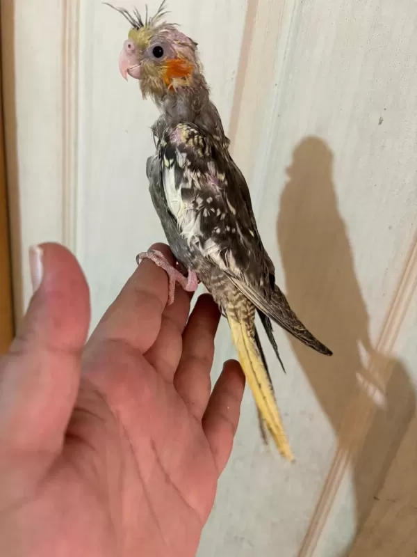 40 Günlük El Besleme Bebek Sultan Papağani