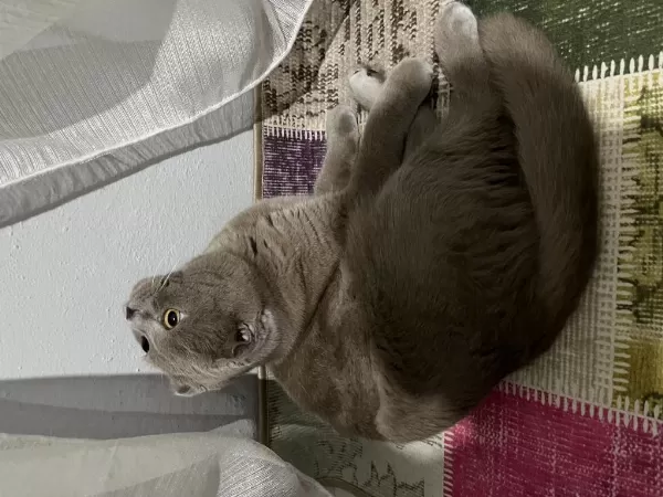 1.5 Buçuk Yaşında Erkek Scottish Fold
