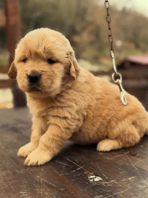 Golden Retriever Yavrulari