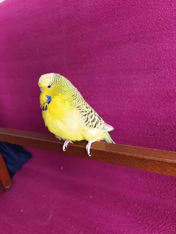 Yetişkin Dişi Jumbo Texsas Muhabbet Kuşu