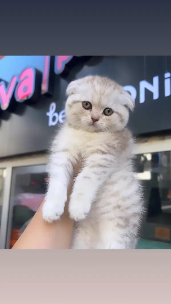 Scottish Fold Silver Dişi