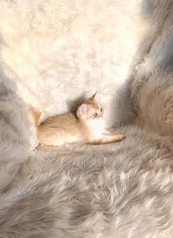 British Shorthair Golden Ny11 Erkek