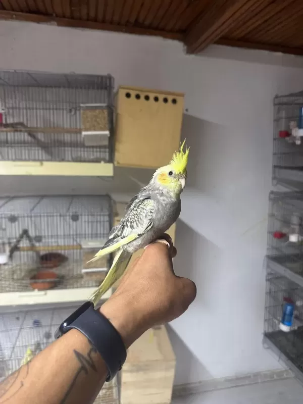 Full Evcil El Besleme Yavru Sultan Papağani