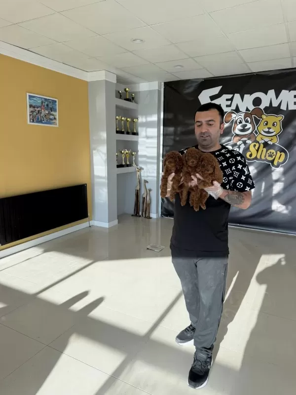 Shoooowwww Kalite Toy Poodle Yavrular Ankara Mağazamızda