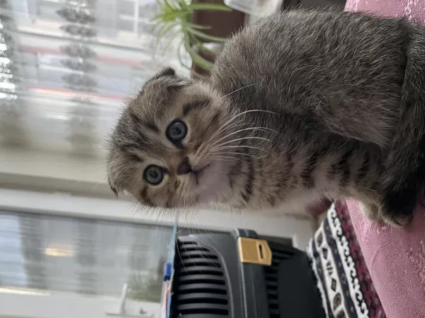 Scottish Fold Yuvarlak Yüz