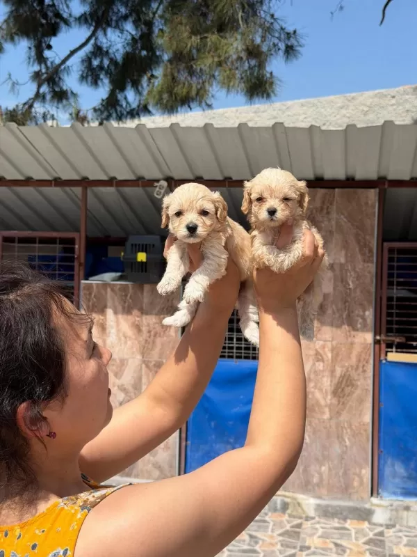 Bebek Yüzlü Maltipoo Teacup Yavrularımız