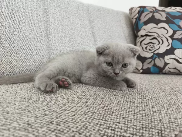 Erkek 50 Günlük Yavru Scottish Fold